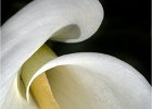Arum Lily Explorer by Richard Hal LRPS CPAGBl (open)